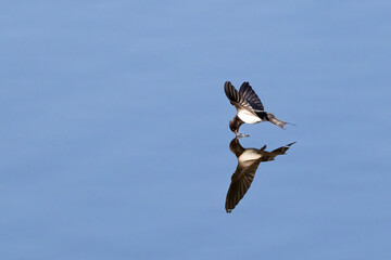 barn swallow