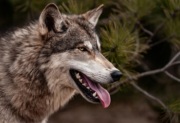 Grey Wolf (Canis lupus) Looks to Right Mouth Open One Ear Listening