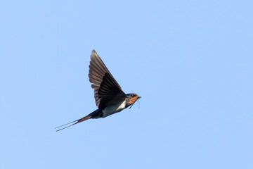 barn swallow