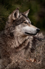 Grey Wolf (Canis lupus) Lies Near Pine Tree Looking Right