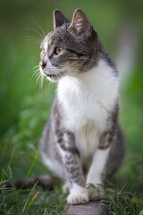 Tabby cat in a grassy setting