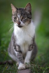 Attentive Domestic Cat on Grass