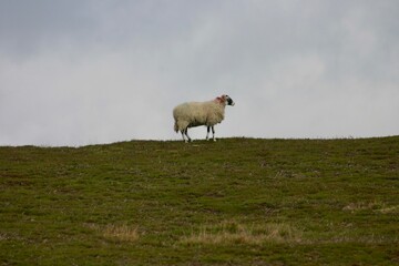 Obraz premium A sheep stands on a grassy hilltop moor under a cloudy sky in the countryside. The tranquil scene captures rural life, peaceful nature, and the quiet beauty of open pastures and farmland.