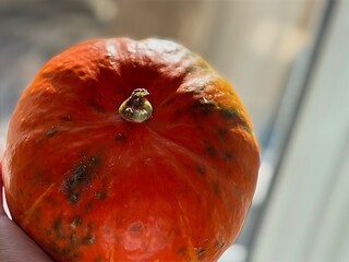 Pumpkin held in hand glowing in sunbeams. Autumn harvest and healthy seasonal food. Halloween theme