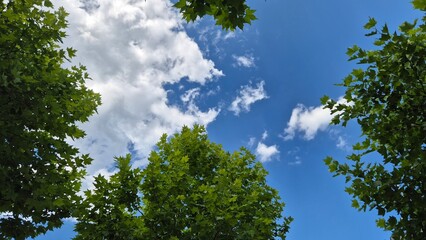 Fototapeta premium Fresh summer sky framed by green leaves