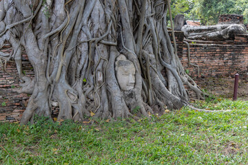 Buddha head wrapped in tree roots at Wat Mahathat temple in Ayutthaya Historical Park, Thailand