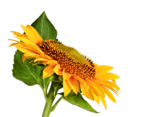 Close-up of sunflower with green leaves and rich yellow petals, side view. Symbol of summer and freshness.