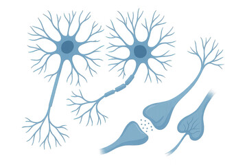 Obraz premium Neuron Cells Illustration: Anatomy of the Nervous System , Illustration