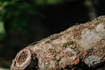 a pair of wedding rings on a wooden branch