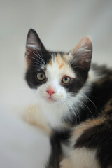 Obraz premium Portrait of cute threecolored kitten