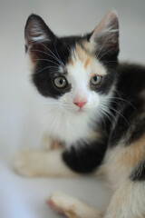 Portrait of cute threecolored kitten