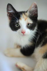 Portrait of cute threecolored kitten