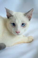 Fototapeta premium Portrait of cute white kitten