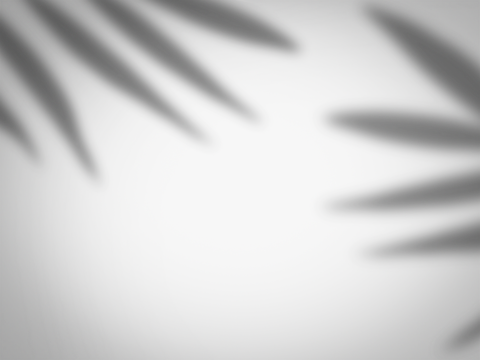 Soft Tropical Leaf Shadow Overlay on White Background, Palm Leaf Shadows on transparent background.