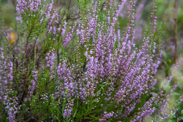 heather in the forest