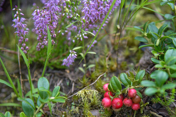 heather in the forest and lingonberries are getting ready