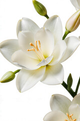 Fototapeta premium Elegant White Flower: A delicate white flower, with its pristine petals and intricate details, blooms gracefully, a testament to the beauty of nature. The pristine details of the plant are evident.