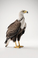 Obraz premium Majestic Eagle: A regal bald eagle stands tall with a piercing gaze and striking feather patterns, embodying freedom and strength.