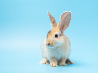 Baby cute rabbit with tri-colored fur sitting on blue background. Baby rabbit pet is adorable.