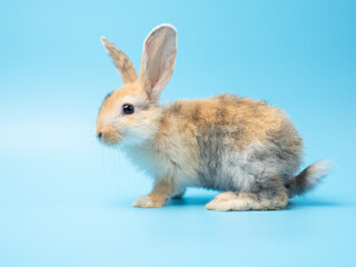 Baby cute rabbit with tri-colored fur sitting on blue background. Baby rabbit pet is adorable.