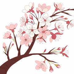 Delicate cherry blossom branch with pink and white flowers isolated on white background