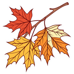 Autumn maple leaves branch isolated on white background