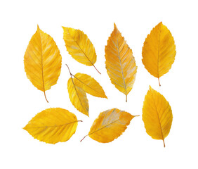 Fototapeta premium Falling leaves collection natural environment autumn isolated on transparent background, png
