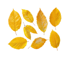 Falling leaves collection natural environment autumn isolated on transparent background, png