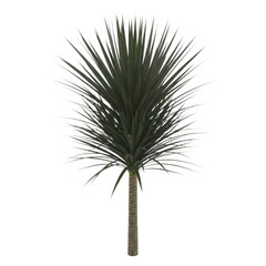 Obraz premium Fluffy pampas grass plume isolated on transparent background