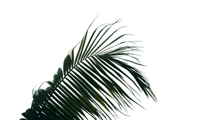 Obraz premium Tropical palm frond isolated for creative design projects perfect for summer vibes and nature beauty isolated on white background 