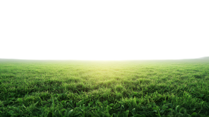 Lush green grass field illuminated by sunlight, perfect for adding foreground interest to your designs isolated on white background 