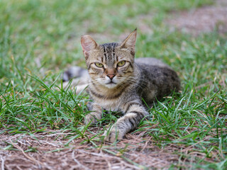 Obraz premium Adorable cat lying on the grass