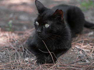Cute black cat lying in the garden