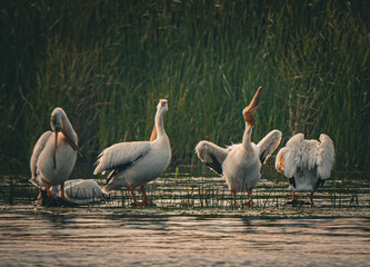 White pelicans on the water
