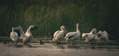 White pelicans on the water