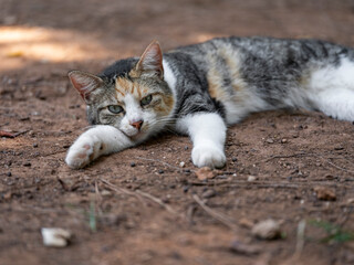 Cute kitten napping on the ground in the park
