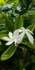 White flower with water droplets.