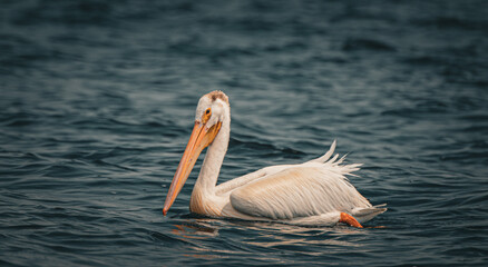 white pelicans on the water