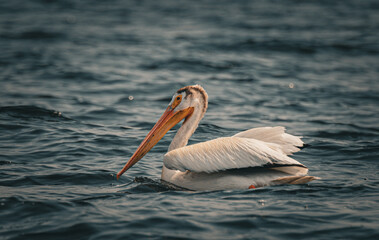 white pelicans on the water