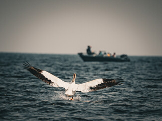 Fototapeta premium white pelicans on the water