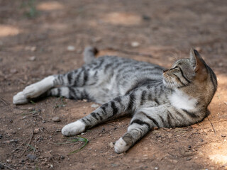 Cute kitten napping on the ground in the park