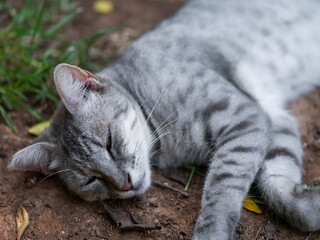 Kitten sleeping on the soil in the park