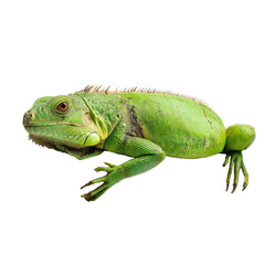 A green iguana resting