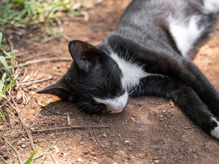 Adorable black and white kitten in the garden