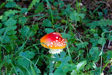 Vibrant red mushroom with white spots grows among green foliage in a forest setting during daytime