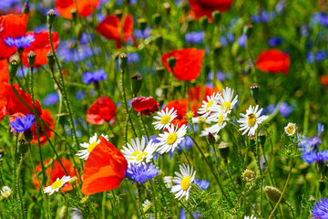 Closeup of wild daisies, poppies, and cornflowers blooming in vibrant summer meadow in full sunlight