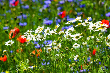 Close-Up of Chamomile Flowers in Blooming Wildflower Meadow with Cornflowers and Poppies in Summer