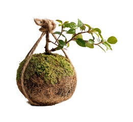 Creating living moss ball planter with greenery home nature isolated on transparent background, png