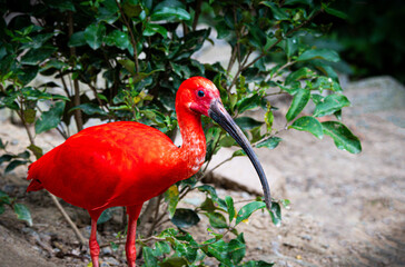 scarlet ibis bird