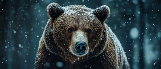 Brown bear in winter forest covered with snow. Useful in articles about wildlife, winter and animals.